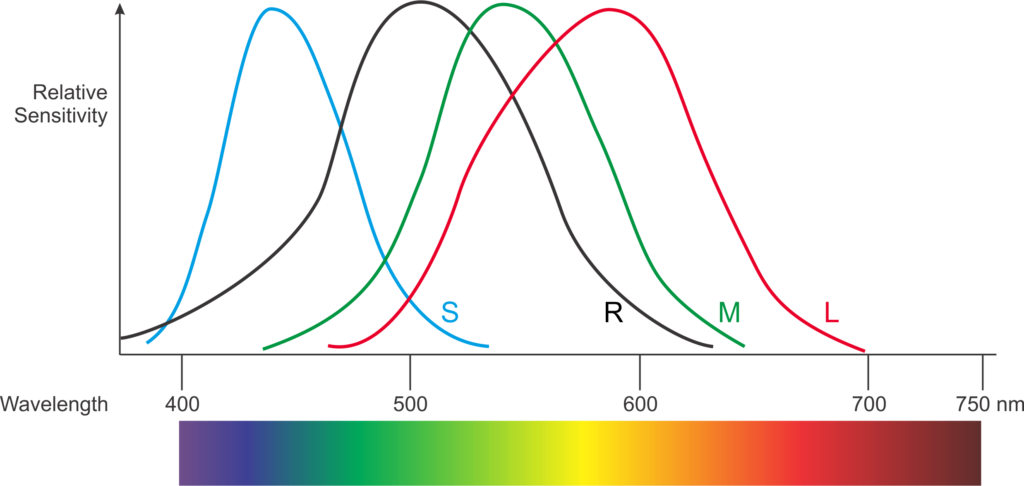 Sensitivity of Human Retina to visible light spectrum